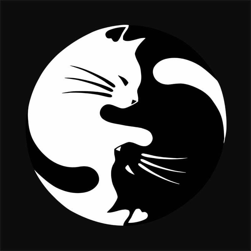 Yin Yang Cat