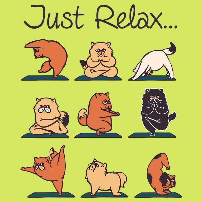 Kitty yoga