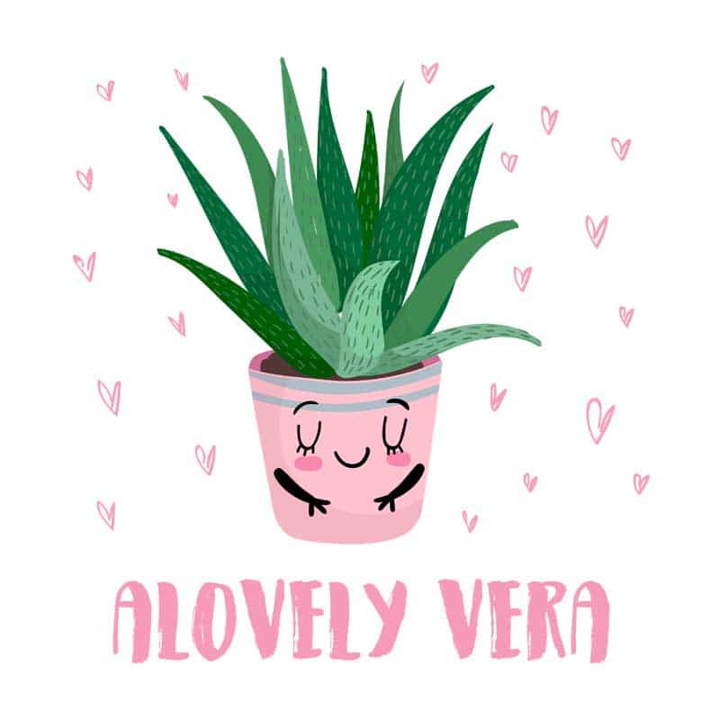 Alovely Vera