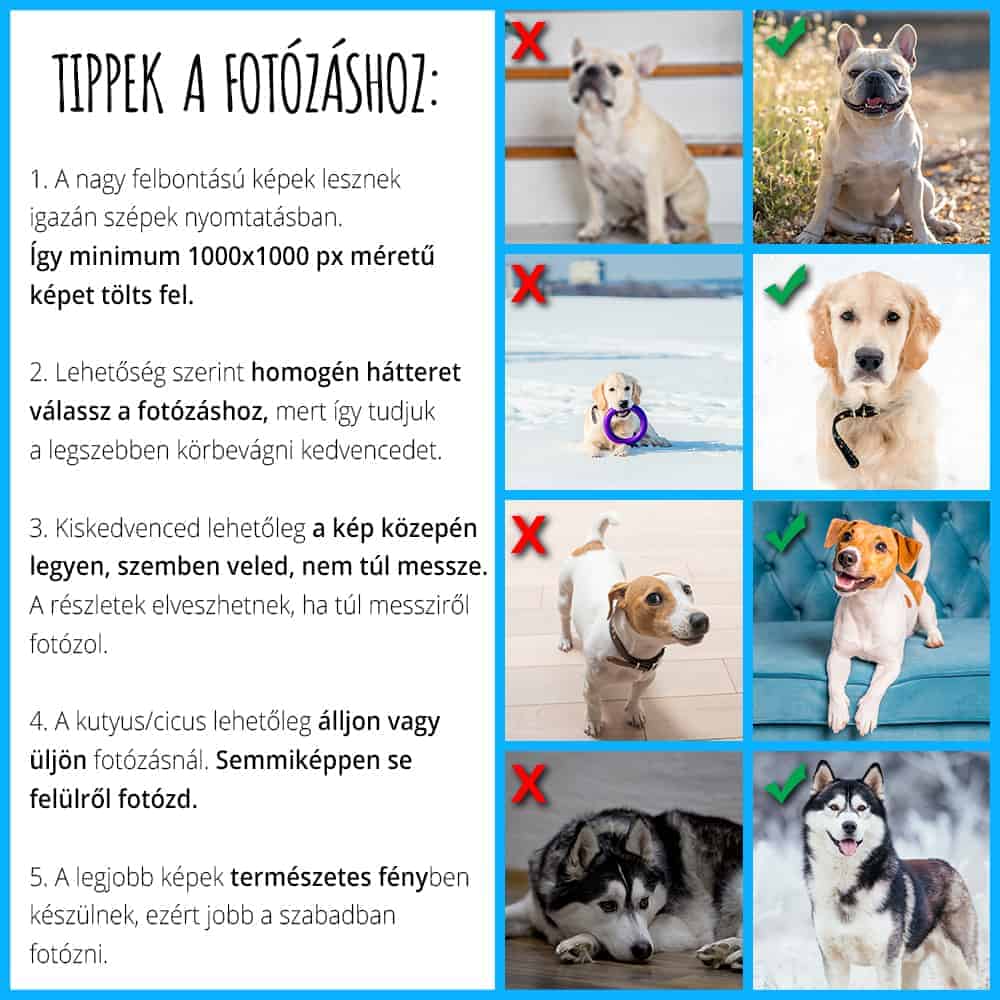 Pet with stars - MyLife Plus